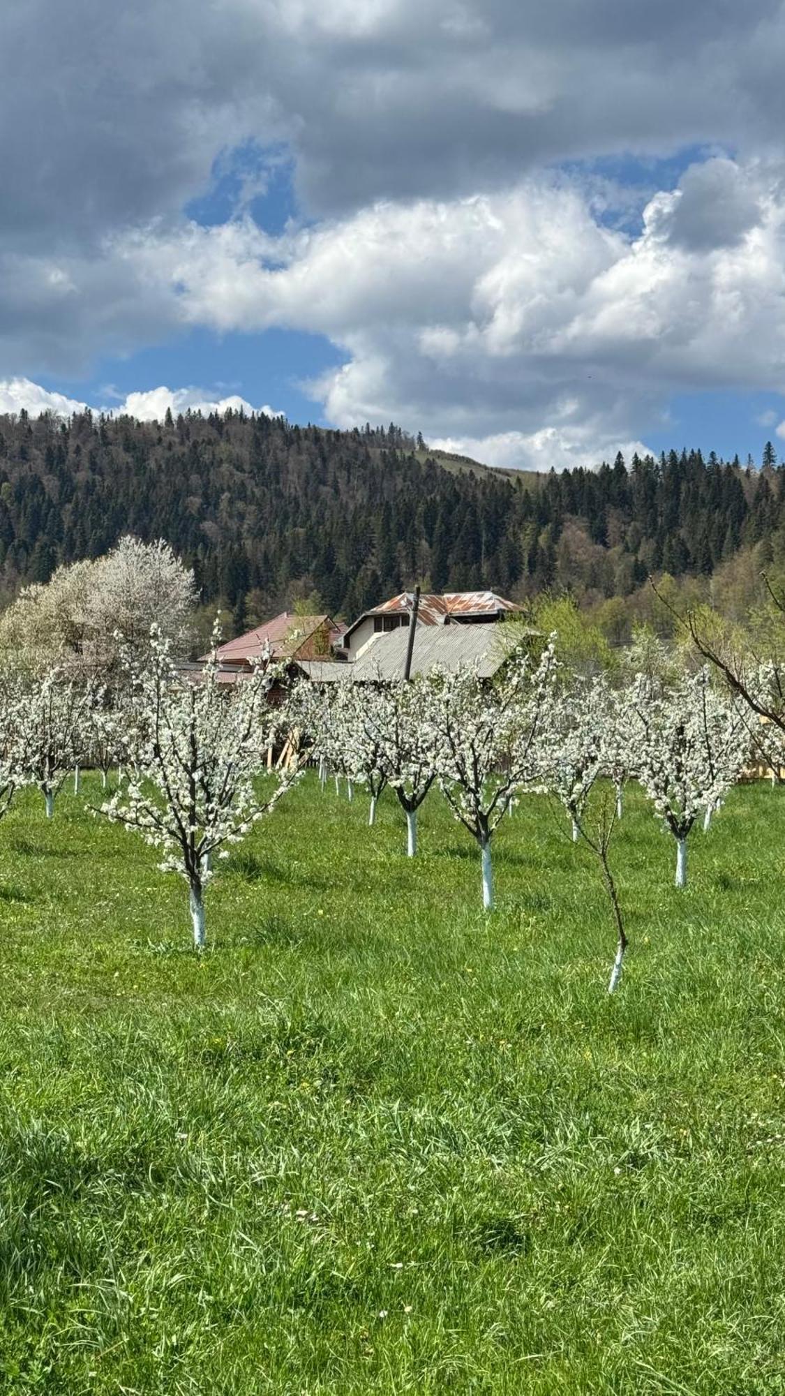 Moonlake Chalet Gainesti Εξωτερικό φωτογραφία